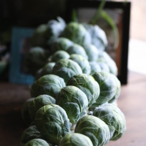 brussel-sprouts-on-stalk